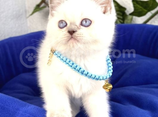 Uyguna Ayı Surat British Shorthair Bluepoint  görsel
