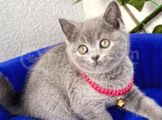 Bri̇ti̇sh Shorthai̇r Di̇şi̇ Bebek görsel
