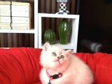 British Shorthair Silver Point Yavrular
