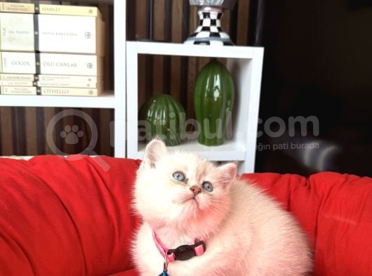 British Shorthair Silver Point Yavrular görsel