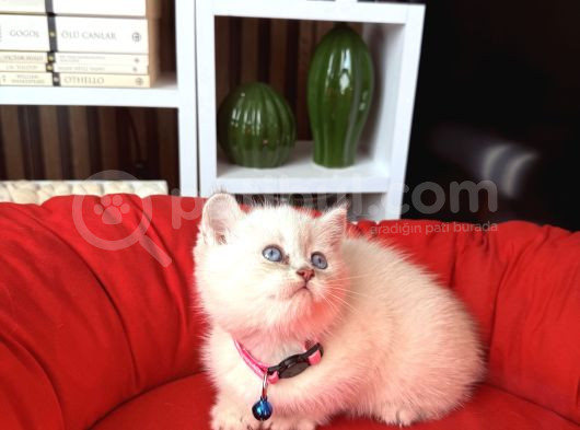 British Shorthair Silver Point Yavrular görsel