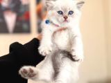 British Shorthair Silver Point Yavrular