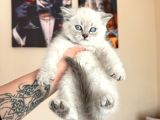 British Shorthair Silver Point Yavrular