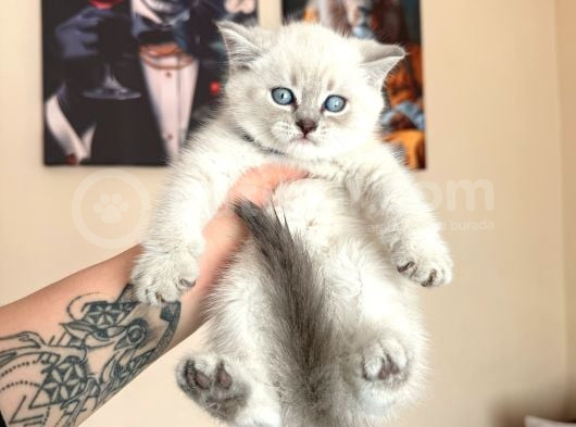 British Shorthair Silver Point Yavrular görsel
