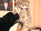 Scottish Fold Black Golden Tabby
