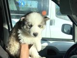 Masmavi Gözleriyle 45 Günlük Husky