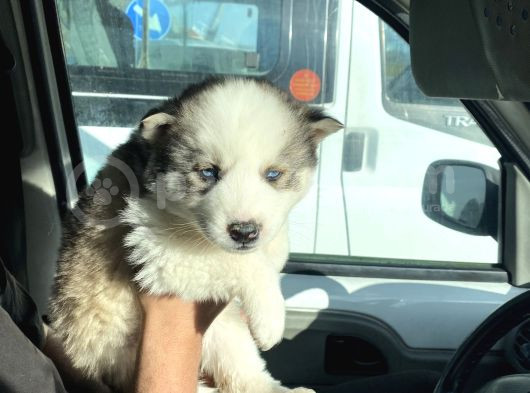 Masmavi Gözleriyle 45 Günlük Husky görsel