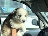 Masmavi Gözleriyle 45 Günlük Husky