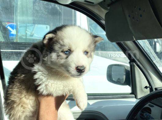 Masmavi Gözleriyle 45 Günlük Husky görsel