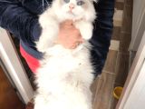 Anne Altından Safkan Ragdoll Yavru Kediler