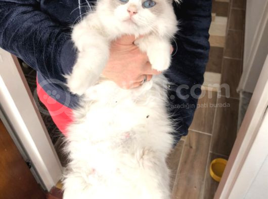 Anne Altından Safkan Ragdoll Yavru Kediler görsel
