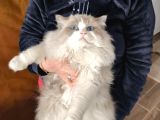Anne Altından Safkan Ragdoll Yavru Kediler