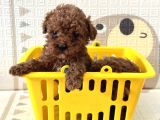 Toy Poodle Bebekler Sahiplerini Bekliyorlar