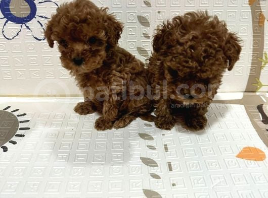 Toy Poodle Bebekler Sahiplerini Bekliyorlar görsel