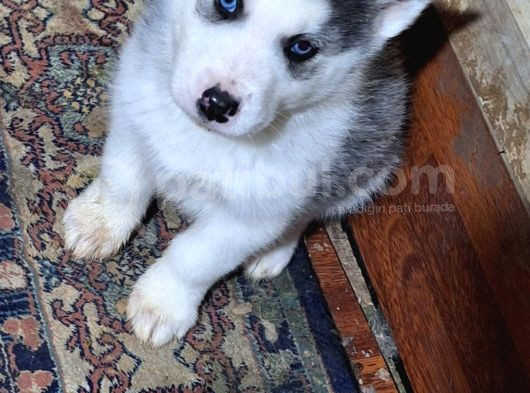 Masmavi Gözleriyle 45 Günlük Husky