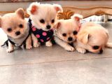 Çok Sevimli Chihuahua Yavrular