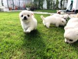 Çok Sevimli Chihuahua Yavrular