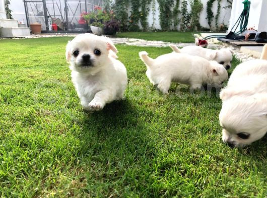 Çok Sevimli Chihuahua Yavrular görsel