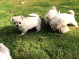 Çok Sevimli Chihuahua Yavrular