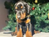 Safkan Estetikli Ve Estetiksiz King Doberman Yavrularımız