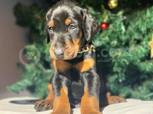 Safkan Estetikli Ve Estetiksiz King Doberman Yavrularımız görsel