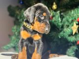 Safkan Estetikli Ve Estetiksiz King Doberman Yavrularımız