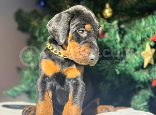 Safkan Estetikli Ve Estetiksiz King Doberman Yavrularımız görsel