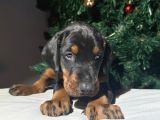 Safkan Estetikli Ve Estetiksiz King Doberman Yavrularımız