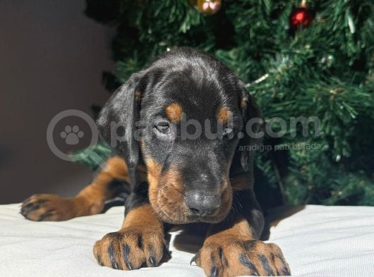 Safkan Estetikli Ve Estetiksiz King Doberman Yavrularımız görsel
