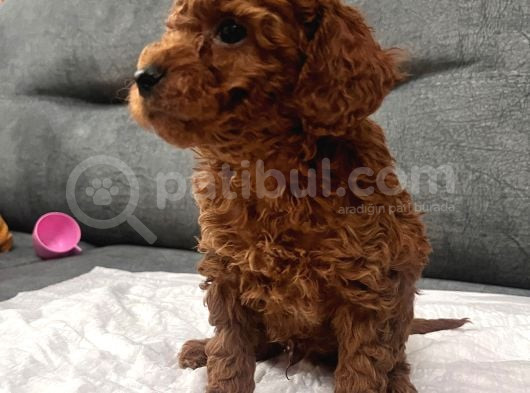 Cıvıl Cıvıl Toy Poodle Bebekler görsel