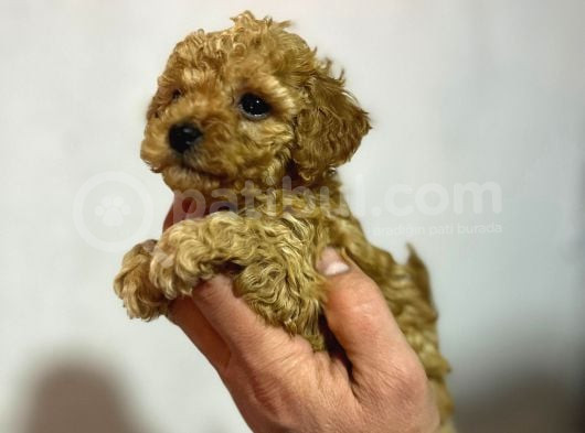 Cıvıl Cıvıl Toy Poodle Bebekler görsel