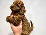 Cıvıl Cıvıl Toy Poodle Bebekler