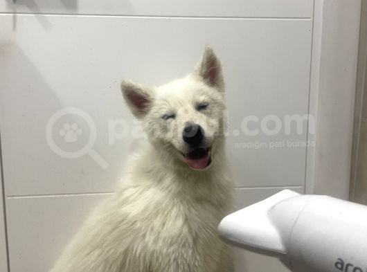 1-5Yaşında Dişi Samoyed görsel