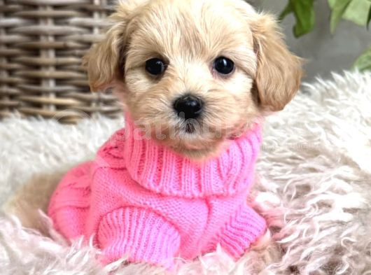 Safkan Malti̇poo Yavrularimiz