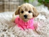 Safkan Malti̇poo Yavrularimiz