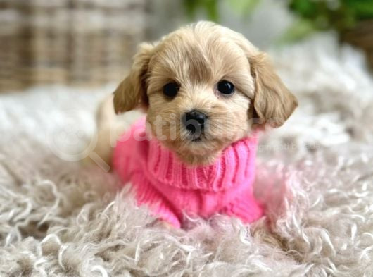 Safkan Malti̇poo Yavrularimiz görsel