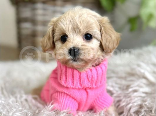 Safkan Malti̇poo Yavrularimiz görsel