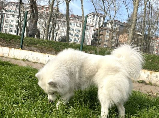 1-5Yaşında Dişi Samoyed görsel