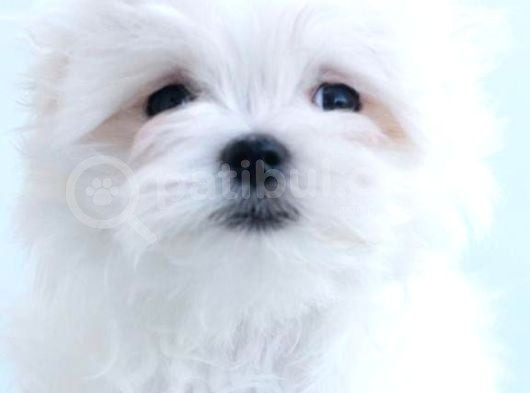 Petmode Köpek Çiftliğinde  Ziyarete Açık Kore Kan Maltese görsel