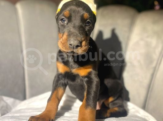 Orji̇nal Esteti̇kli̇ Ki̇ng Doberman Yavrulari görsel