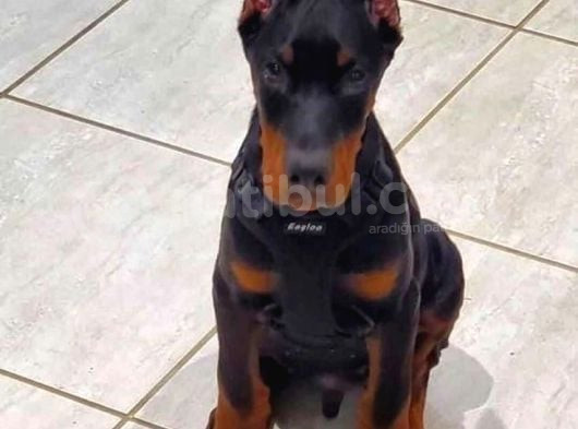 Bayramdaki Eksiğin Estetikli Biblo Gibi Yavru Black Doberman görsel