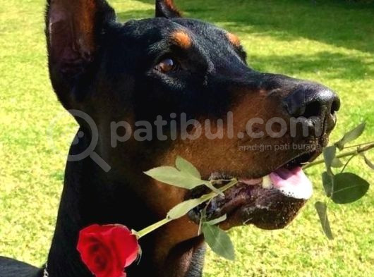 Scrli̇ Si̇yah Erkek Yavru Uygun Deği̇l görsel
