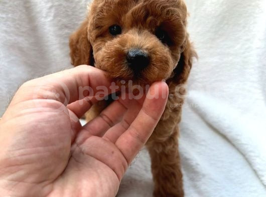 Tuvalet Eğitimli Son Erkek Toypoodle görsel