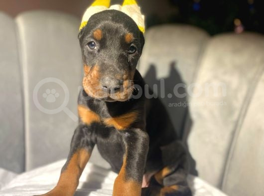 Orji̇nal Esteti̇kli̇ Ki̇ng Doberman Yavrulari görsel
