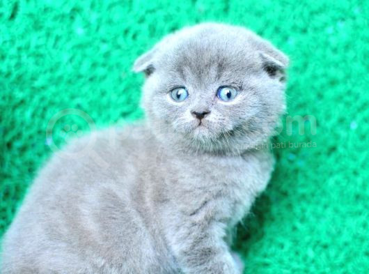 Mükemmel Gri Scottish Fold Shorthair görsel