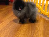 Özel Renk Ayi Surat Orji̇nal Pomerani̇an Boo