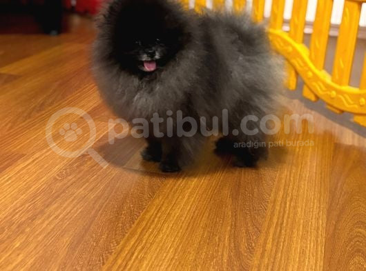 Özel Renk Ayi Surat Orji̇nal Pomerani̇an Boo görsel