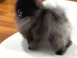 Özel Renk Ayi Surat Orji̇nal Pomerani̇an Boo