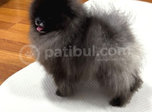 Özel Renk Ayi Surat Orji̇nal Pomerani̇an Boo görsel
