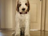Gerçek GIANT Dev POODLE yavrular